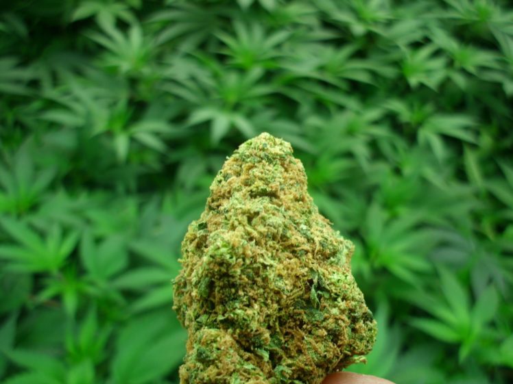 The Online Dispensaries – Get To Know More About It Here! post thumbnail image