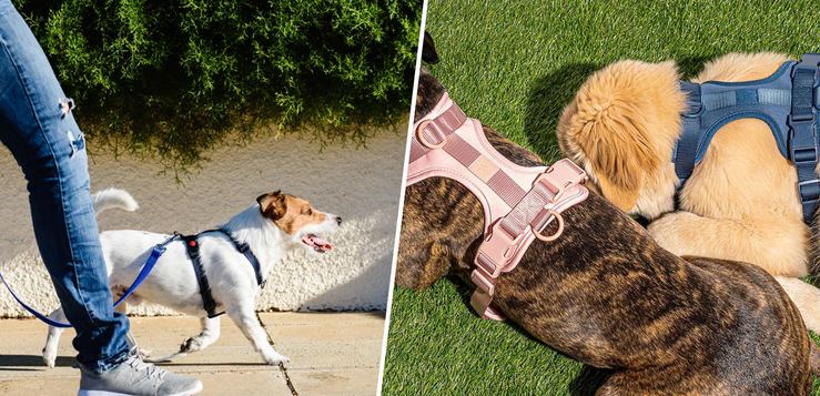 Escape-Proofing Your Pet with the Halo Dog Collar post thumbnail image