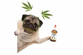 From Anxious to Relaxed: How CBD Benefits Dogs post thumbnail image