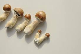 The Growth of Shrooms in DC: A Buying Information for starters and Fanatics post thumbnail image