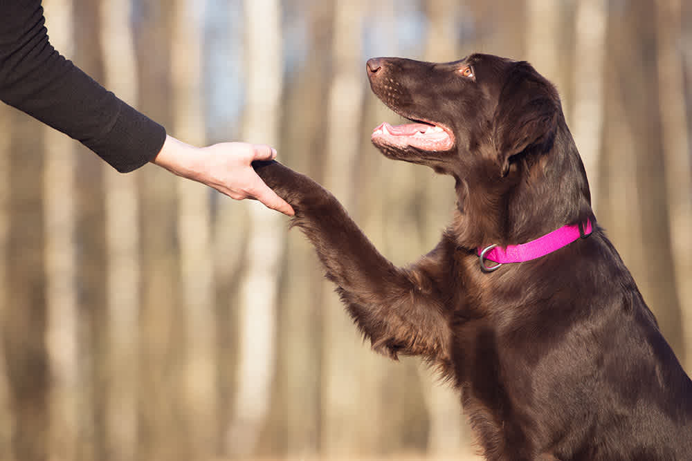 Mastering Obedience: Modern Dog Magazine’s Top Online Training Picks post thumbnail image